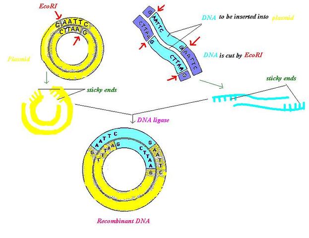 Recombinant DNA