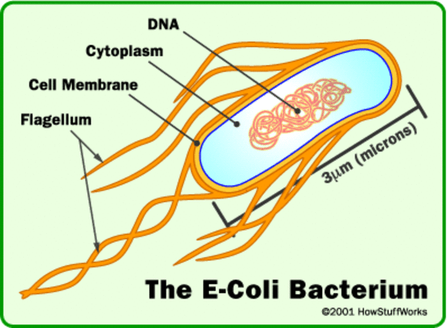 Escherichia coli