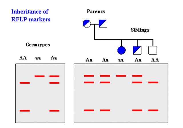 Restriction Fragment Length Polymorphism(RFLP)