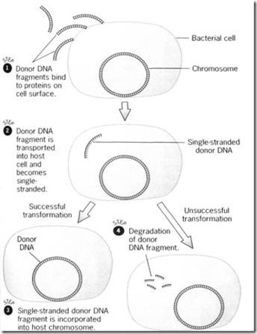 Transformation of bacterium