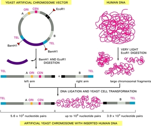 Recominant DNA Technology and Beyond