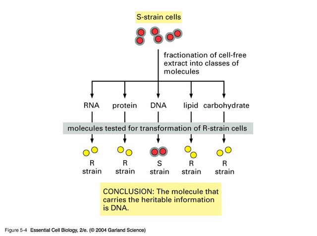 DNA Science