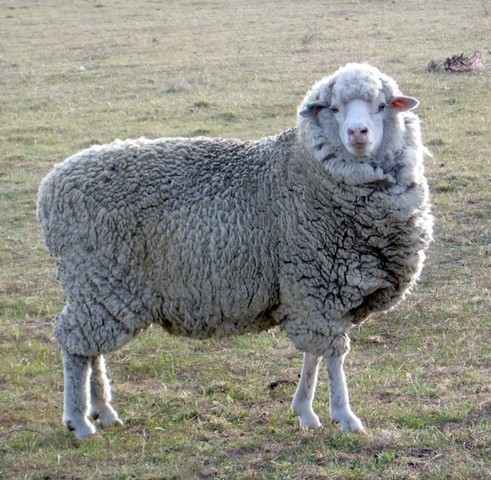 Recominant DNA Technology and Beyond