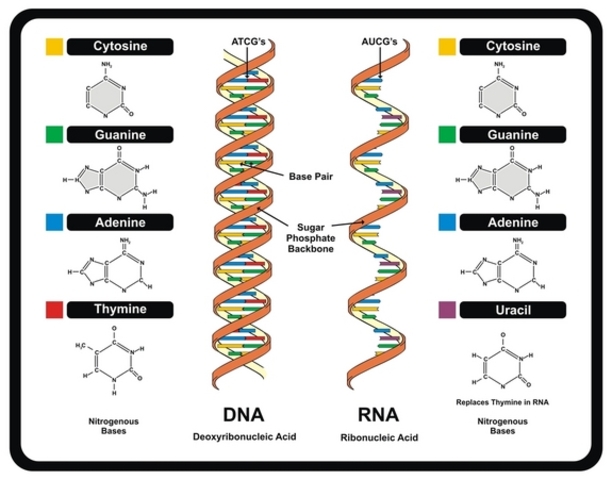 DNA Science
