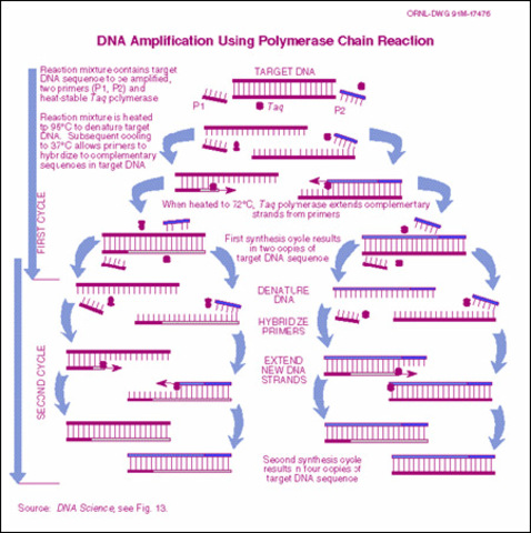 polymerase chain reaction