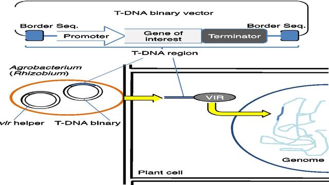 Agrobacterium-mediated gene transfer