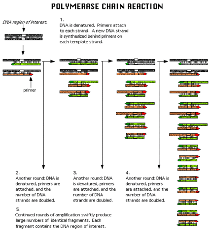Polymerase chain reaction (PCR)