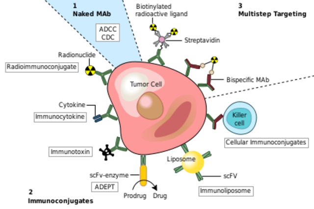 Monoclonal antibody (MAb) technology
