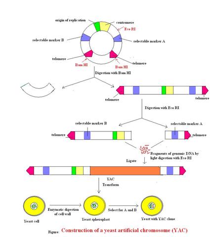"Yeast artificial chromosomes"