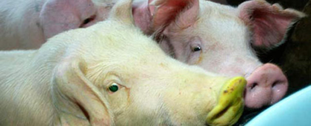 transgenic animals- DNA technology