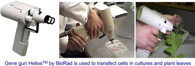 Gene gun- new tools in the lab