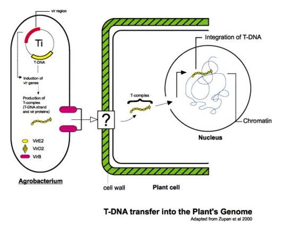 Recominant DNA Technology and Beyond