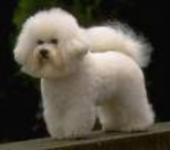 Bichons Frise