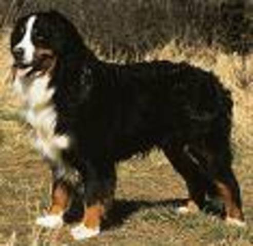 Bernese Mountain Dog