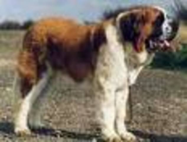 St. Bernard