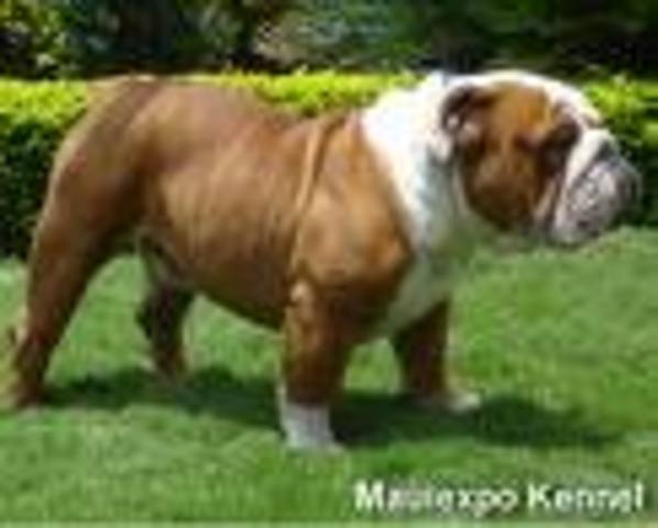 English Bulldog