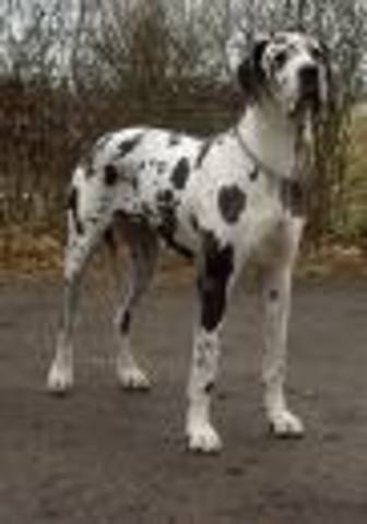 Great Dane