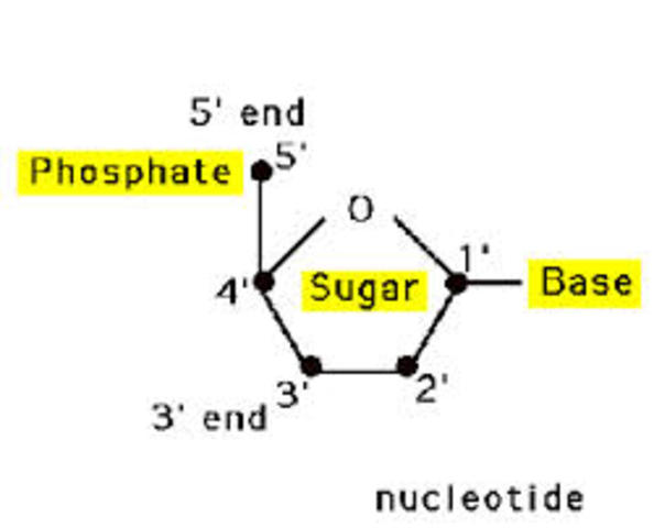 DNA Inheritance