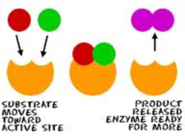 One Gene Produces One Enzyme