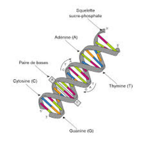 DNA is a double helix