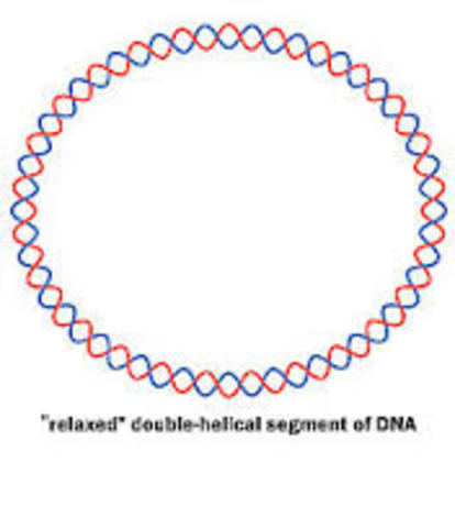 Plasmid DNA