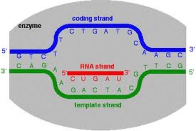 RNA and gene expression