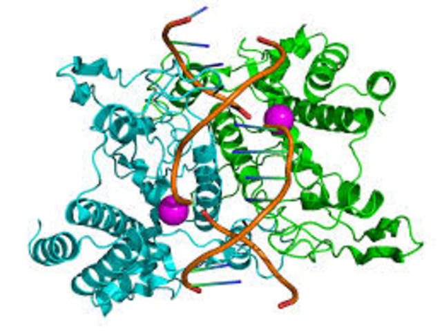 Bacterial restriction enzymes and DNA