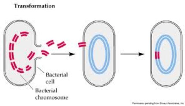 Transformation of bacteria