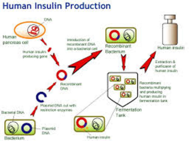 Insulin Gene inside bacteria
