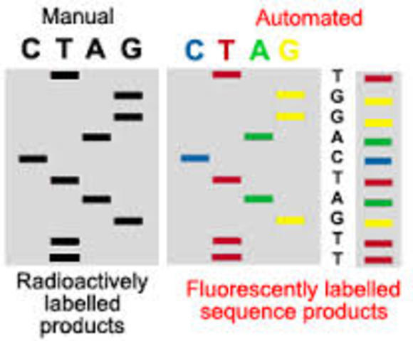 florescence sequencer