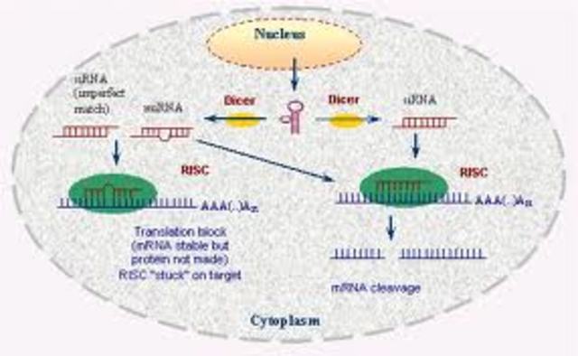 RNA interference