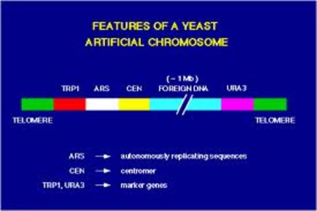 Monoclonal antibody technology