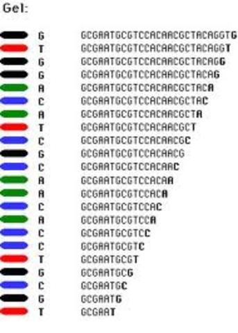 Automated DNA sequencer