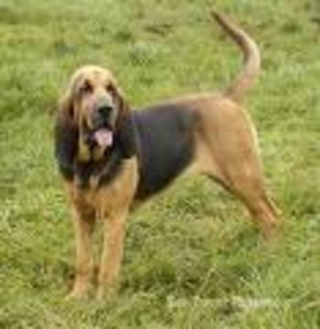 Bloodhound