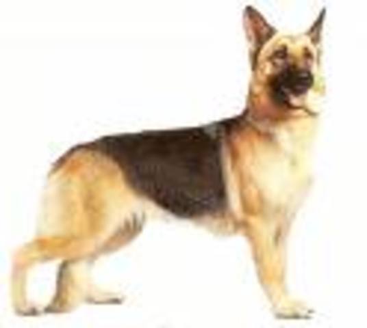 German Shepherd