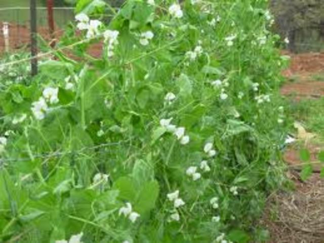 Pea Plants
