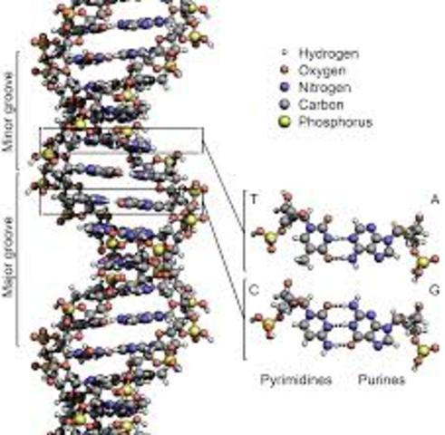 DNA Structure