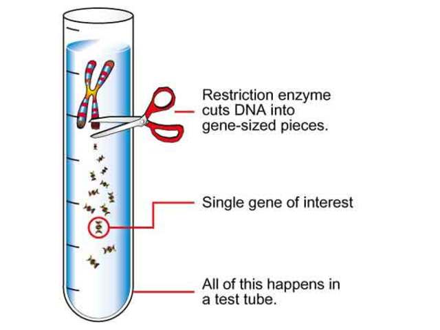 Bacterial Restriction