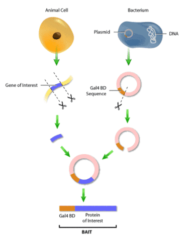 Isolated Plasmids