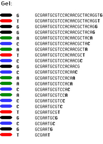 DNA Sequence