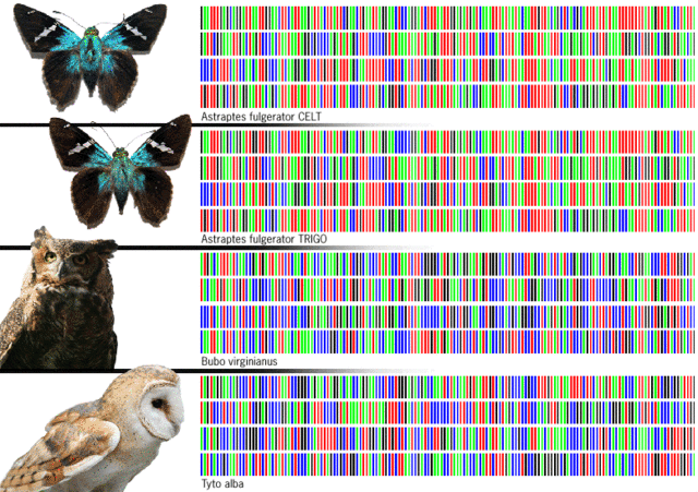 DNA Patterns