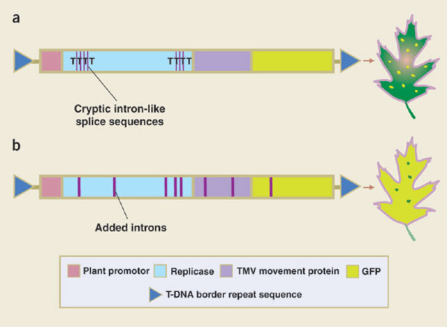 Plant Transformation