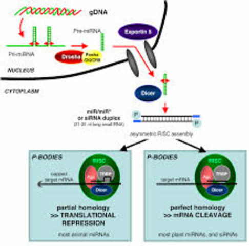 RNA Interference