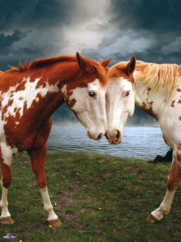 The time my sister got her first horse!