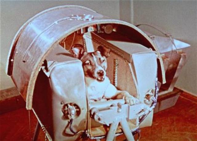 Dog in Space