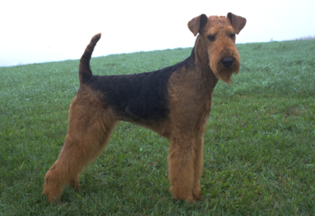 Airedale Terrier