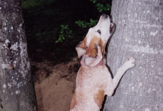 American English Coonhound