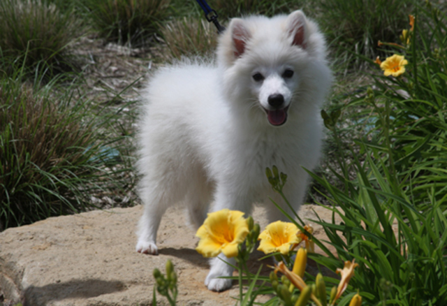American Eskimo Dog