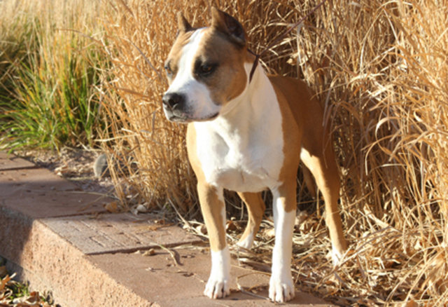 American Staffordshire Terreir