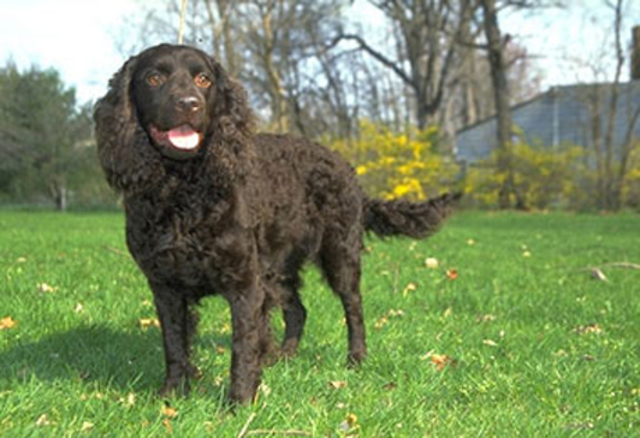 American Water Spaniel